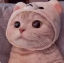 猫猫云加速器 猫猫云加速器